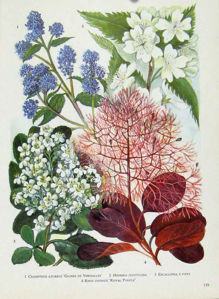 Original Old Antique Print Ceanothus Hoheriaw Escallonia Rhus Flower Color