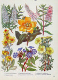 Original Old Antique Print Veronica Senecio Hypericum Plant Flower Color
