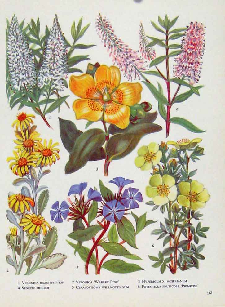 Original Old Antique Print Veronica Senecio Hypericum Plant Flower Color