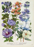Original Old Antique Print Clematis Abelia Hibisus Eucryphia Flower Plant Color