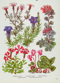 Original Old Antique Print Serratula Silece Cyclamen Plant Flower Color