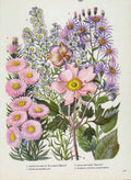 Original Old Vintage Print Flower Plant Aster Anemone Color C1964 Art 20th