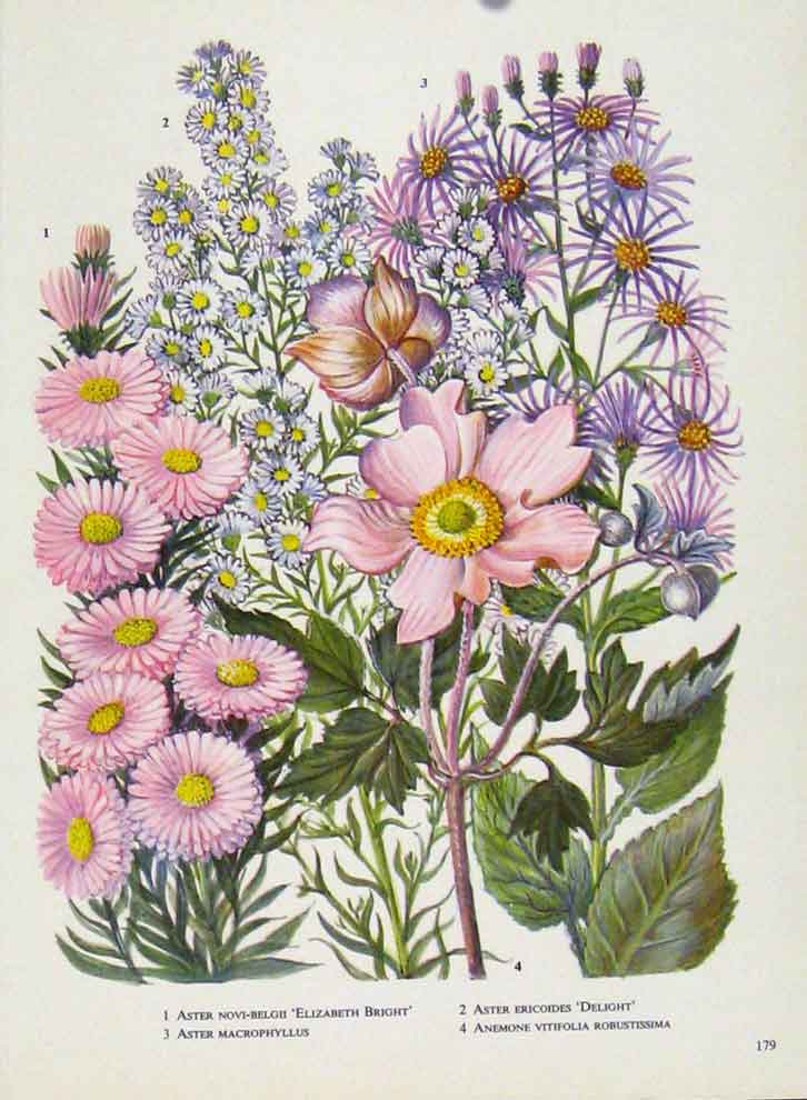 Original Old Vintage Print Flower Plant Aster Anemone Color C1964 Art 20th