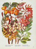 Original Old Vintage Print Malus Sorbus Color Art Fine Plant Flower 1964 20th