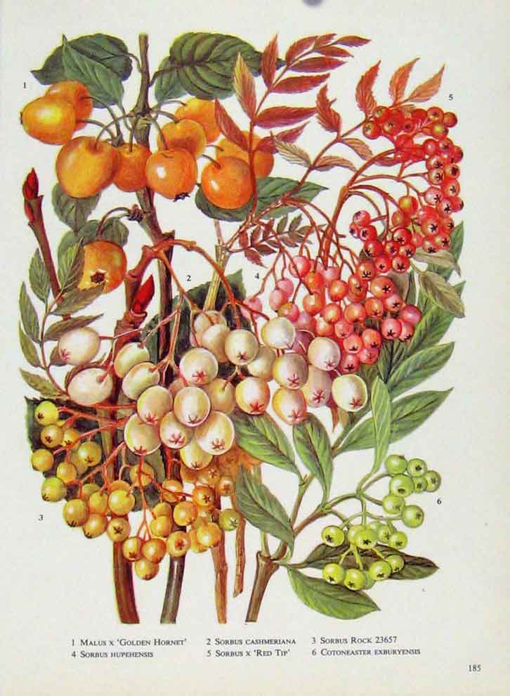 Original Old Vintage Print Malus Sorbus Color Art Fine Plant Flower 1964 20th