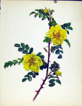 Original Old Antique Print Beautiful Roses By J Kaplick Ecae Aitchison