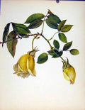 Original Old Antique Print Merechal Niel Gipsy Boy Beautiful Roses J Kaplick