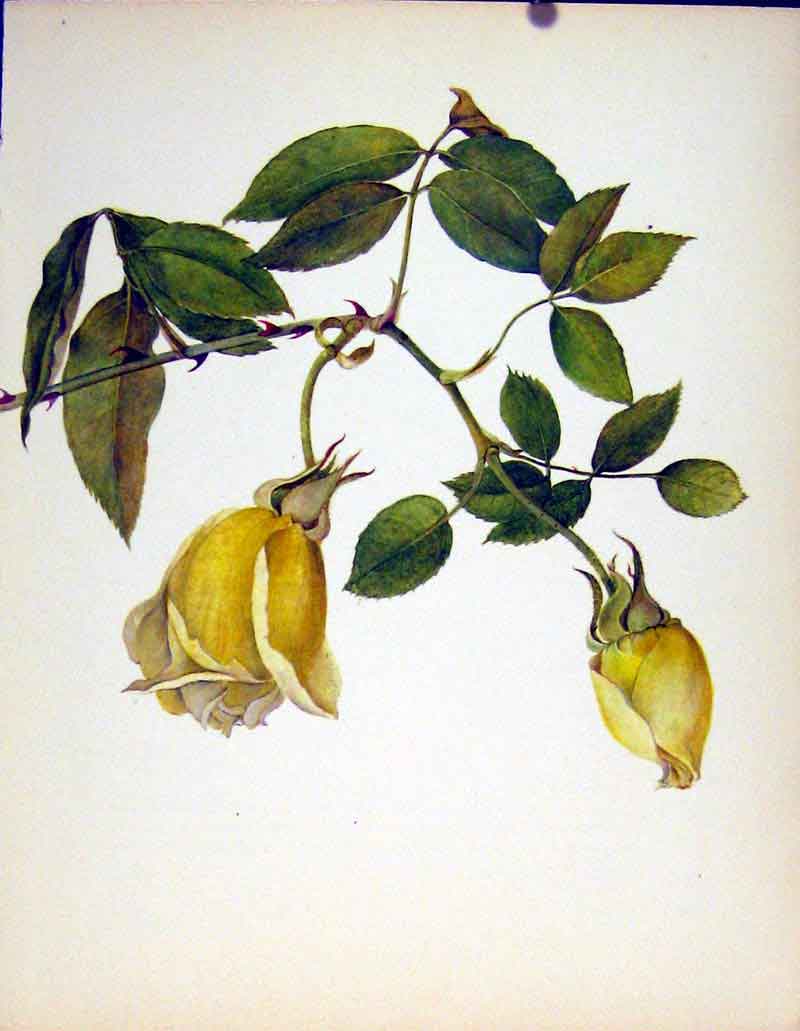 Original Old Antique Print Merechal Niel Gipsy Boy Beautiful Roses J Kaplick