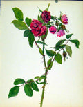 Original Old Antique Print Fj Grootendorst Byj Kaplick Beautiful Roses
