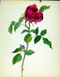 Original Old Antique Print Hardy American Beauty J Kaplick Beautiful Roses