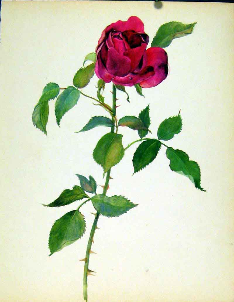 Original Old Antique Print Hardy American Beauty J Kaplick Beautiful Roses