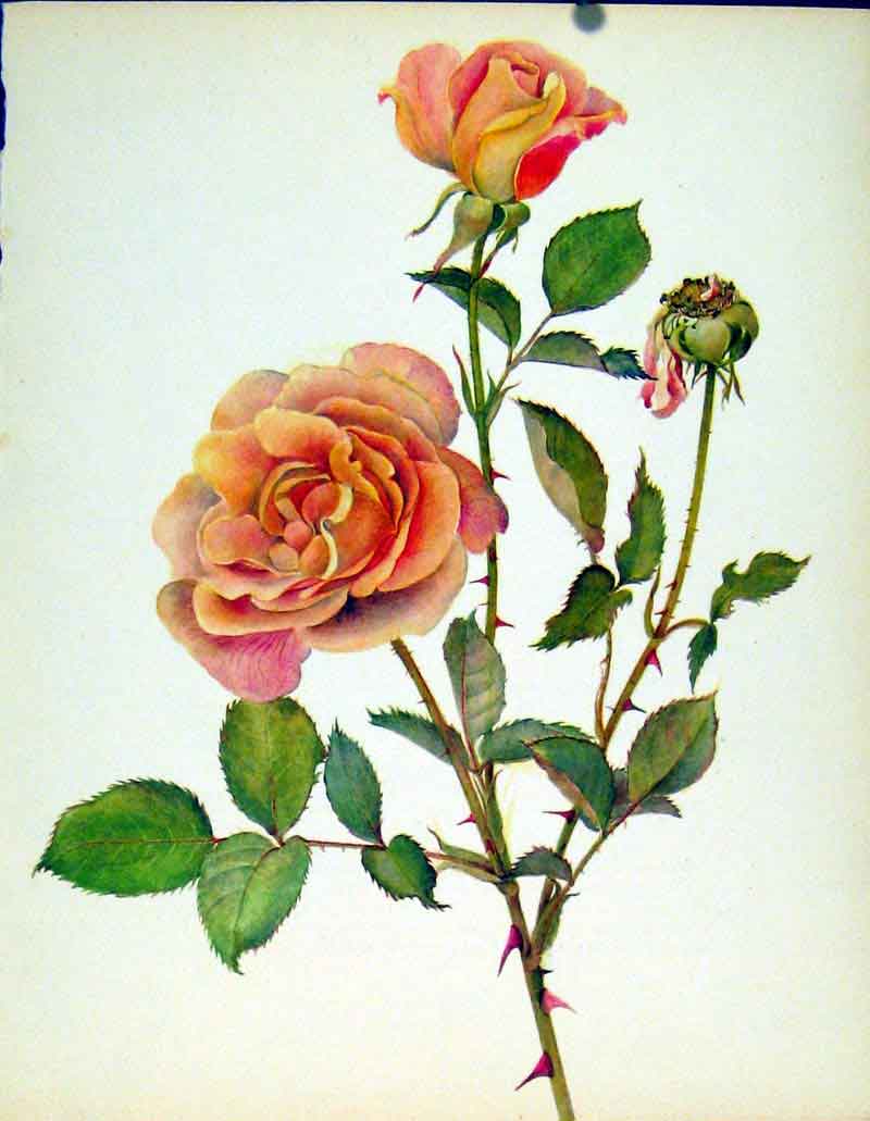 Original Old Antique Print President Herbert Hoover Beautiful Roses By J Kaplick