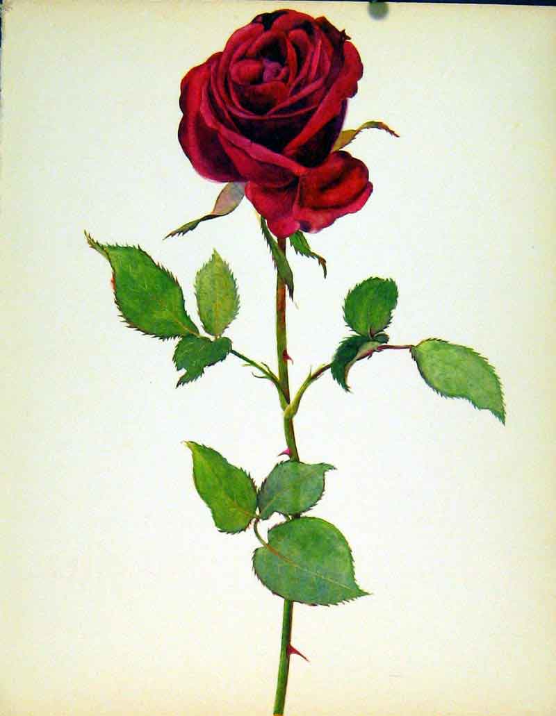 Original Old Vintage Print Crimson King Beautiful Roses By J Kaplicka C1965 20th