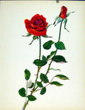 Original Old Antique Print Beautiful Roses By J Kaplicka Independence Victorian
