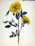 Original Old Antique Print Beautiful Roses By J Kaplicka Rimosa Color