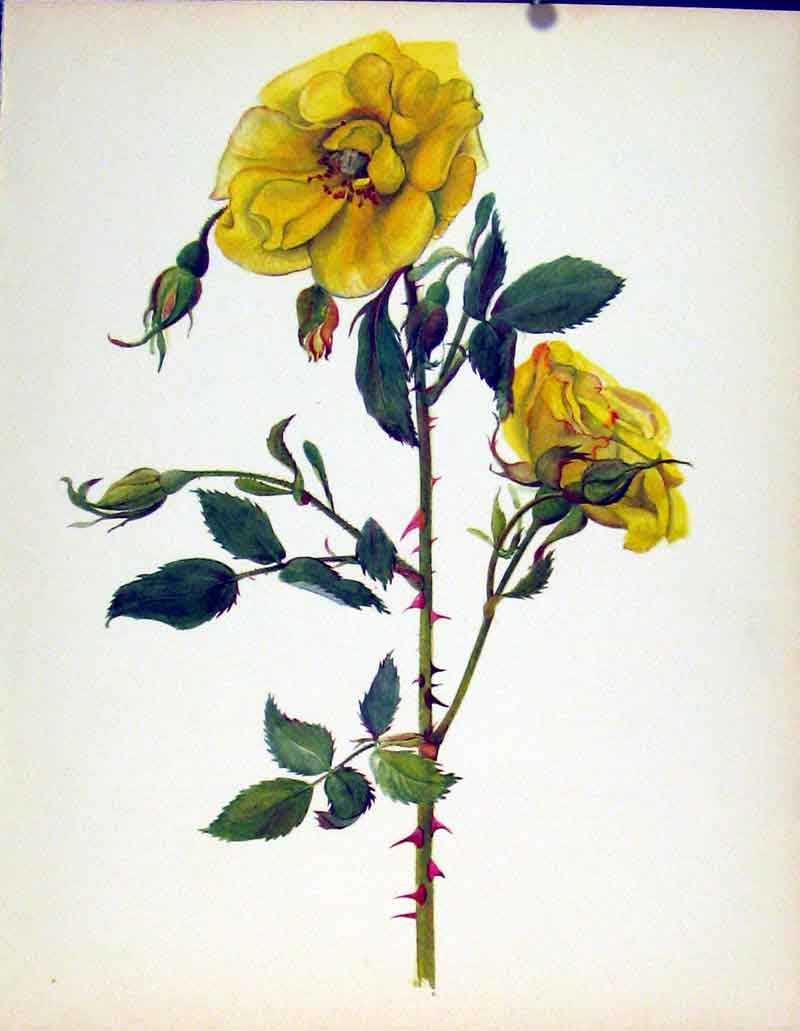 Original Old Antique Print Beautiful Roses By J Kaplicka Rimosa Color