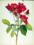 Original Old Antique Print Berlin Flower Beautiful Roses By J Kaplicka