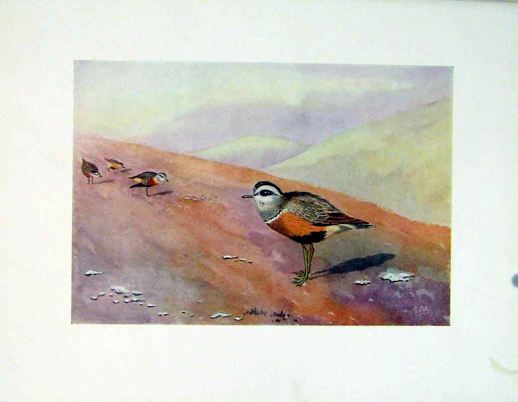 Original Old Vintage Print Birds Color Botterel Fine Art C1924 20th Century