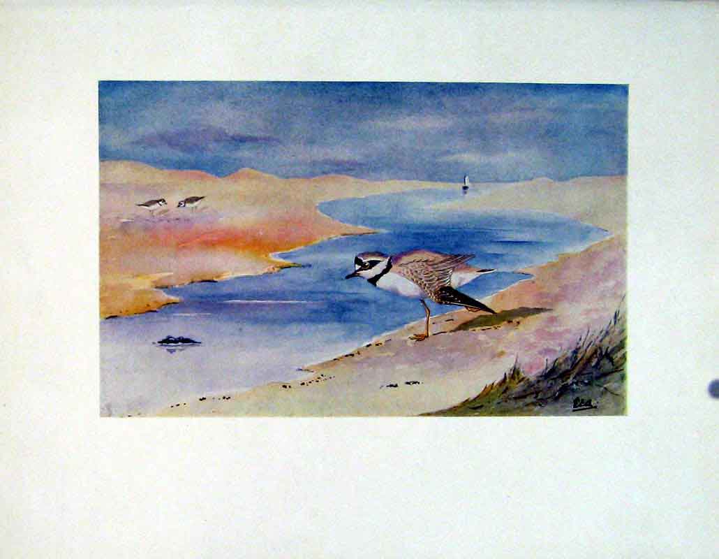 Original Old Vintage Print Color Fine Art Birds Litlle Ringed Plover C1924 20th