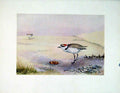 Original Old Vintage Print Kentish Plover Color Fine Art C1924 Birds 20th
