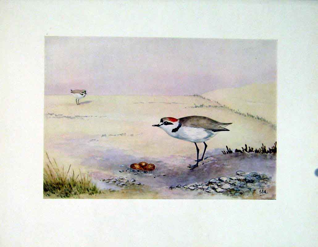 Original Old Vintage Print Kentish Plover Color Fine Art C1924 Birds 20th