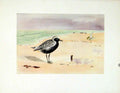 Original Old Vintage Print Fine Art Grey Plover Birds 1924 Color 20th Century