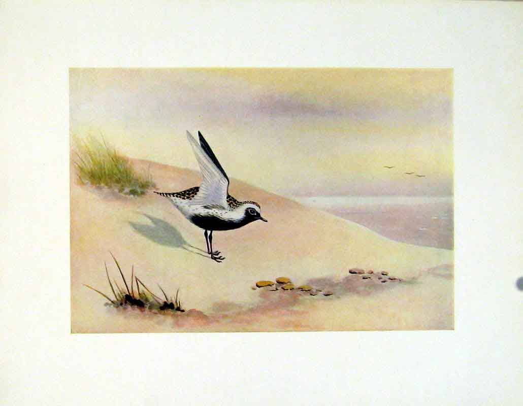 Original Old Vintage Print American Gen Plover Color Fine Art C1924 20th Century
