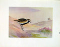 Original Old Vintage Print Fine Art C1924 Gen Plover Birds 20th Century