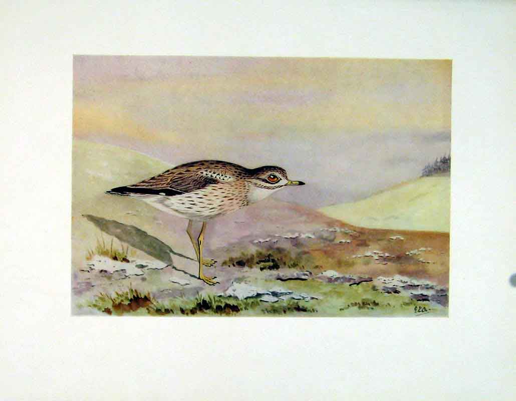Original Old Vintage Print Stone Curlew Birds Color C1924 Art 20th Century