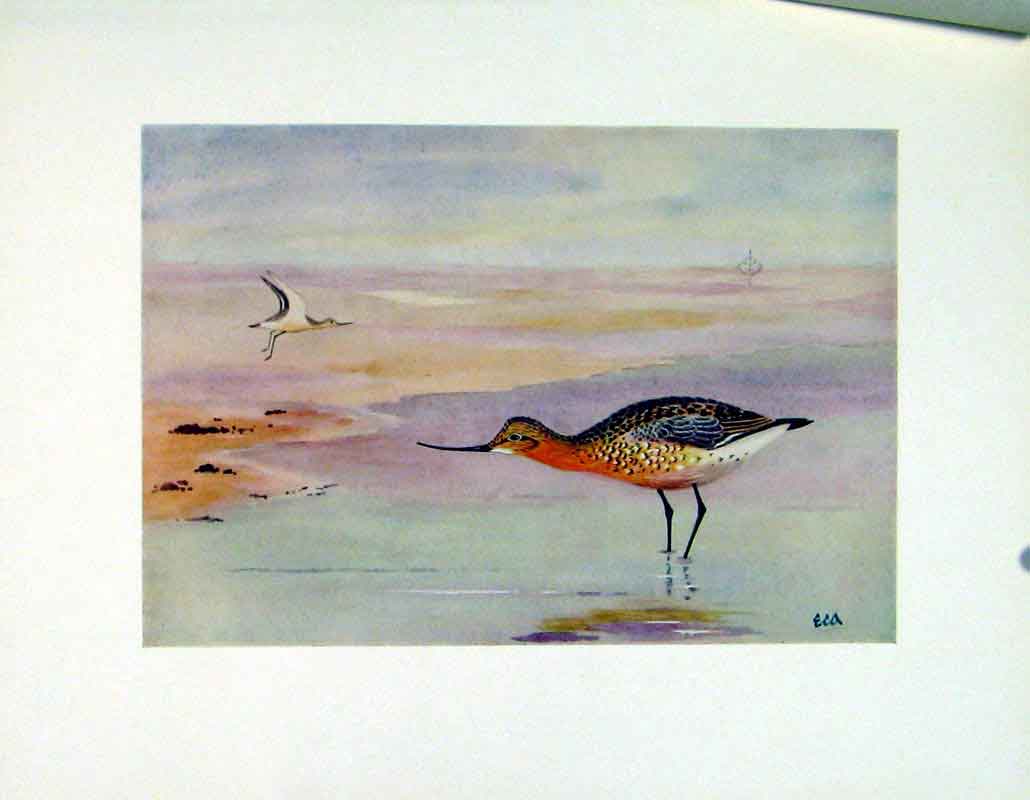 Original Old Vintage Print Black Tailed Godwit Bird Duck C1924 Fine Art 20th