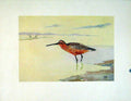 Original Old Vintage Print Red Breasted Snipe Birds Color Fine Art C1924 20th