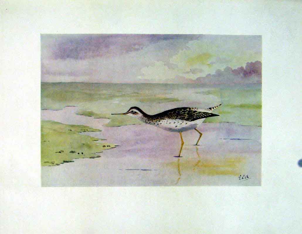 Original Old Vintage Print C1924 Wood Sandpiper Birds Color Fine Art 20th
