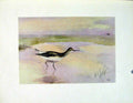 Original Old Antique Print Fine Art Birds Sandpiper Green Color