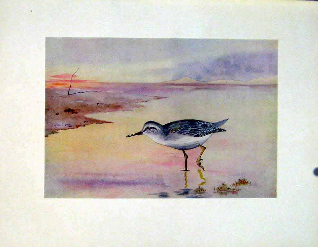 Original Old Antique Print Birds Fine Art Color Grey Rumped Sandpiper