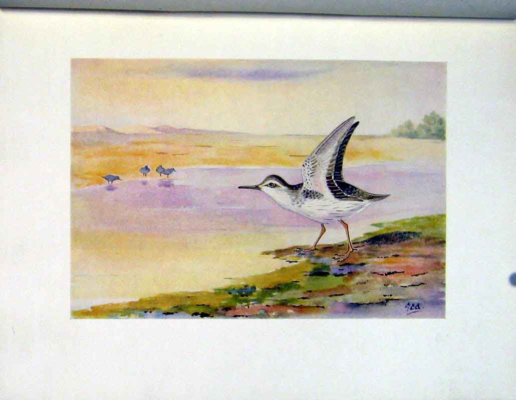 Original Old Vintage Print Spotted Sandpiper Fine Art Birds C1924 Color 20th