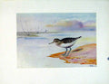 Original Old Vintage Print Color C1924 Common Sandpiper Birds Fine Art 20th