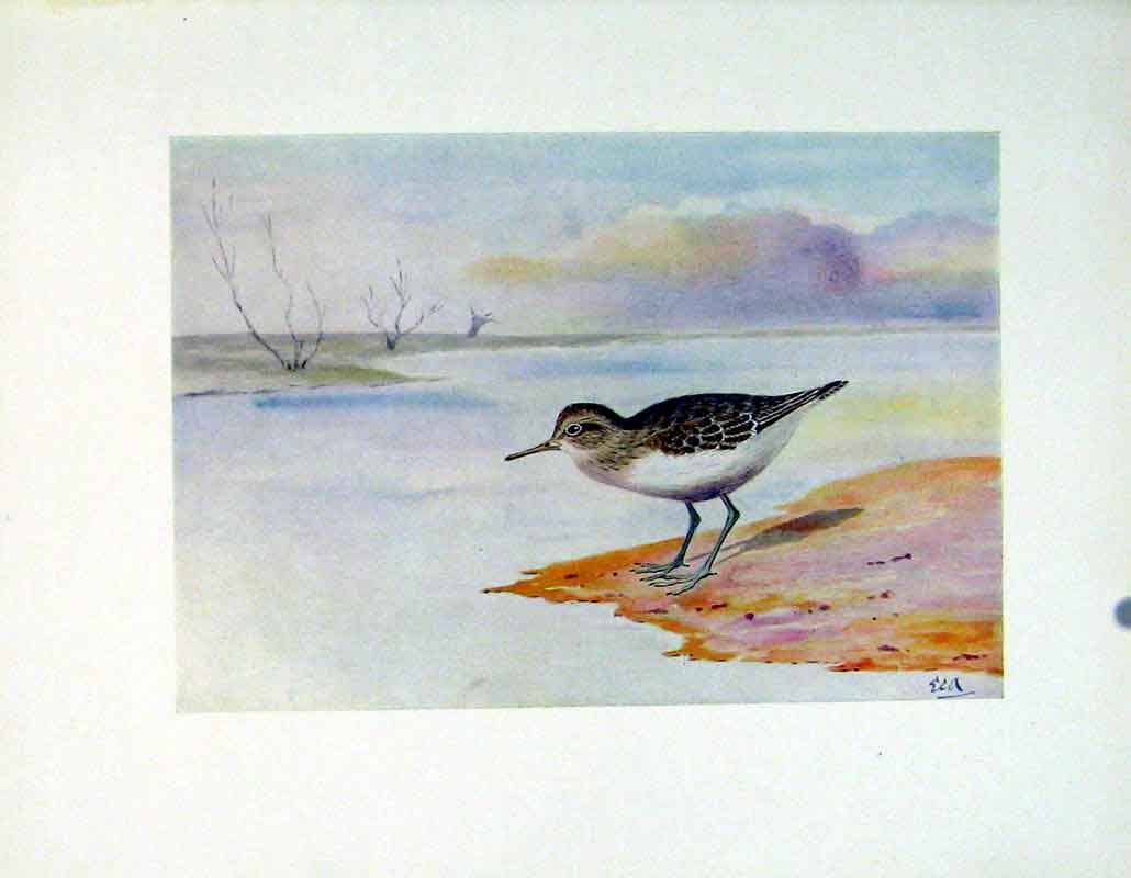 Original Old Vintage Print Color C1924 Common Sandpiper Birds Fine Art 20th