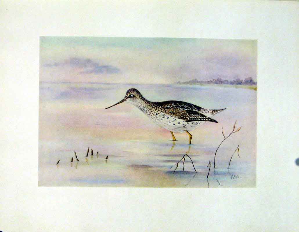 Original Old Vintage Print Fine Art C1924 Bird Yellowshanks Color Water 20th