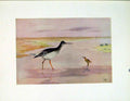 Original Old Vintage Print Birds Color Redshank Fine Art C1924 20th Century