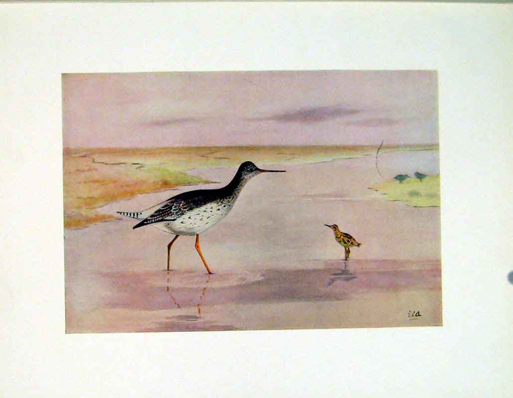 Original Old Vintage Print Birds Color Redshank Fine Art C1924 20th Century