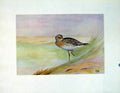 Original Old Vintage Print C1924 Bartrams Sandpiper Color Birds Fine Art 20th