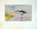 Original Old Antique Print Fine Art Birds Semiplameated Sandpiper Color