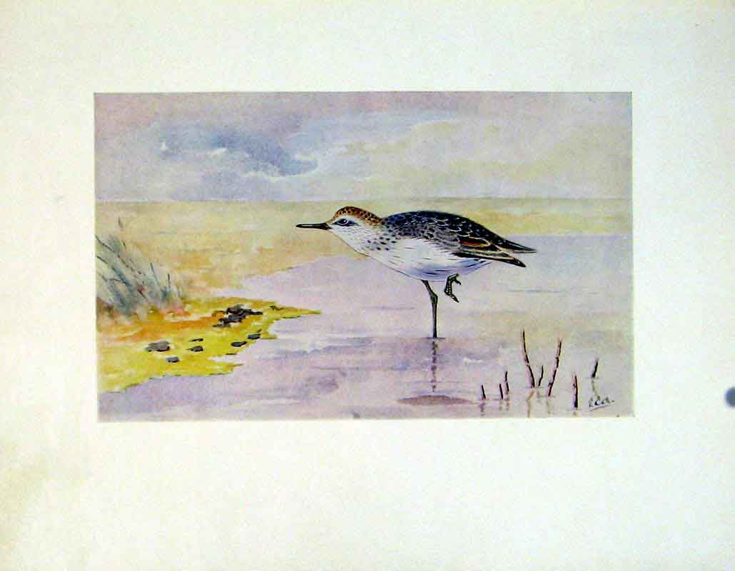Original Old Antique Print Fine Art Birds Semiplameated Sandpiper Color