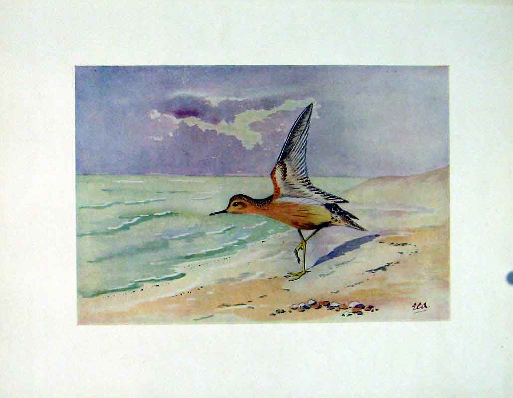 Original Old Antique Print Buff Breasted Sandpiper Color Fine Art