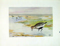 Original Old Antique Print Dunlin Bird Fine Art Color Water Lake Feeding 192