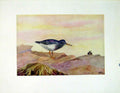 Original Old Vintage Print Purple Sandpiper Fine Art C1924 Birds 20th Century