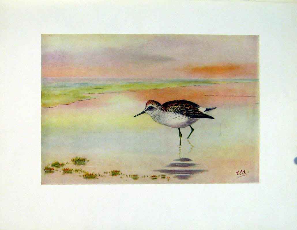 Original Old Vintage Print Color Bird Fine Art Bonapartes Sandpipe C1924 20th