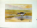 Original Old Vintage Print Birds Bairds Sandpiper Color Art Fine C1924 20th
