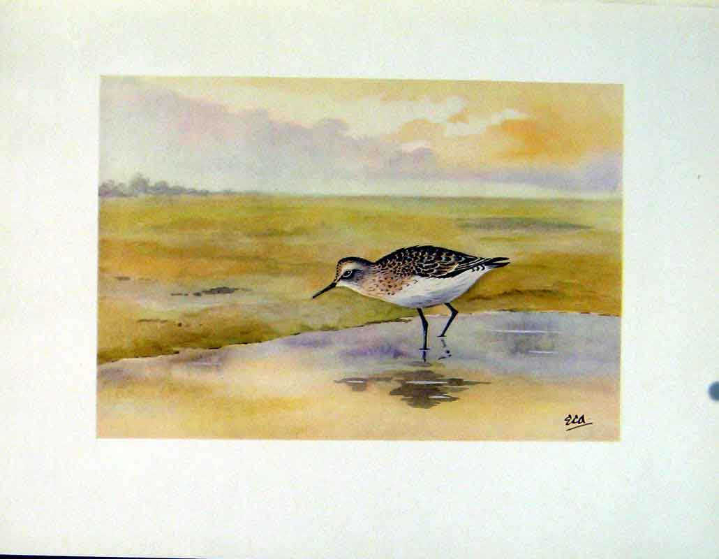 Original Old Vintage Print Birds Bairds Sandpiper Color Art Fine C1924 20th
