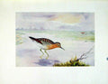 Original Old Vintage Print Siberian Pectoral Sandpiper Color Fine Art C1924 20th